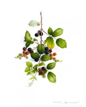 Summer blackberries