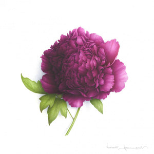 Purple Peony