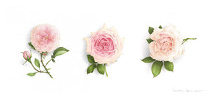 Triptych of 3 pale Roses