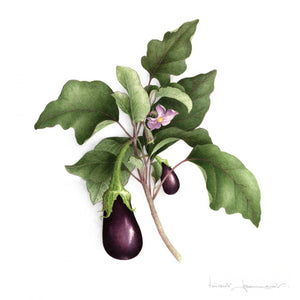 Eggplant