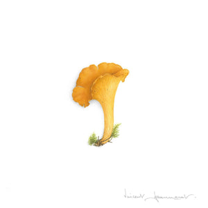 Chanterelle