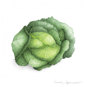 Cabbage