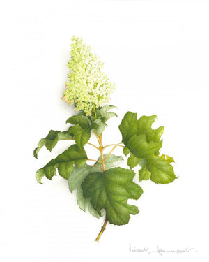 Hydrangea