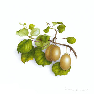 Kiwis