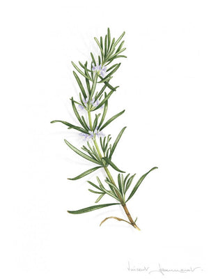 Rosemary