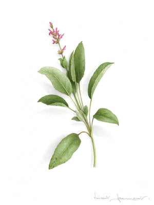 Sage