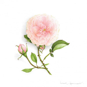 Rose - Souvenir de la Malmaison