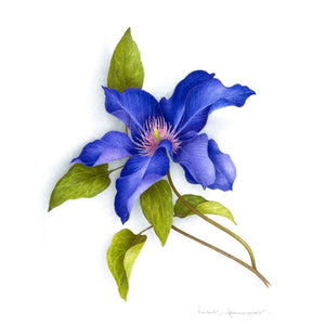 Blue Clematis
