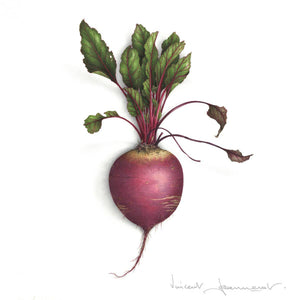 Beetroot - Square sizes