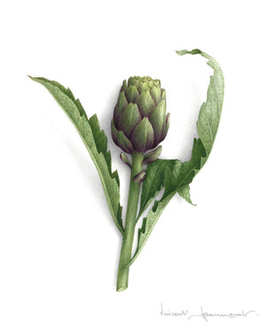 Artichoke