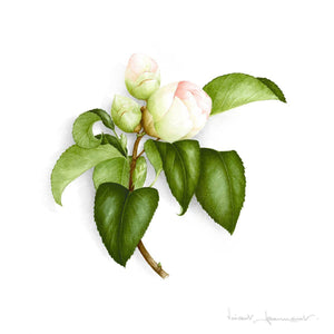 Pink camelia button