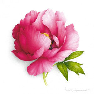 Rockii Peony