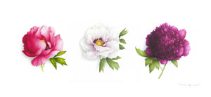 Triptych of 3 Peonies