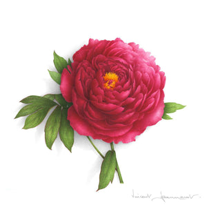 Red Peony with a yellow heart
