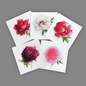 Box of 5 cards - Peonies