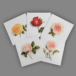 Box of 5 cards - Roses of Lyon