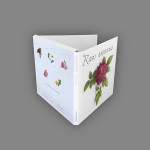 Box of 5 Cards - Antique Roses